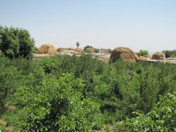 پوشش گیاهی سرسبز روستای قلیچی، یکی از روستاهای اردبیل 8744444446598