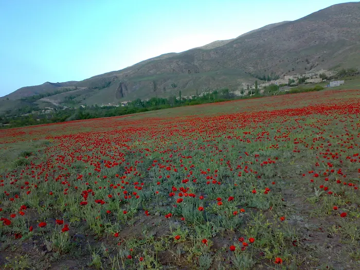 گل های قرمز خودرو در کنار کوه های بلند قامت روستای خانقاه، یکی از روستاهای اردبیل 549685965695